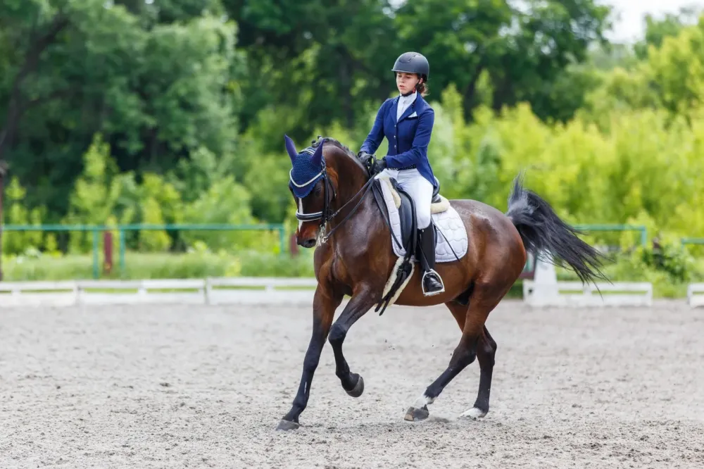 concours-equitation