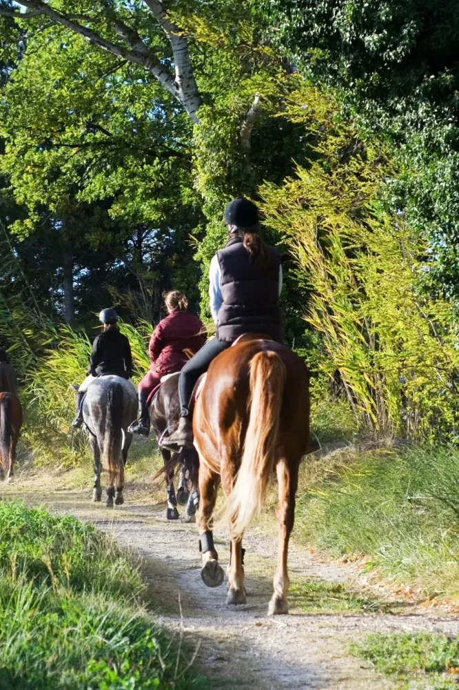 stage-equitation