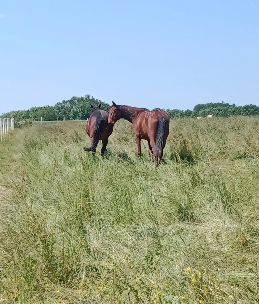 poney club du renouveau