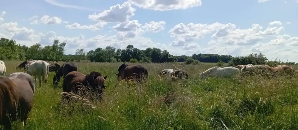 poney club du renouveau