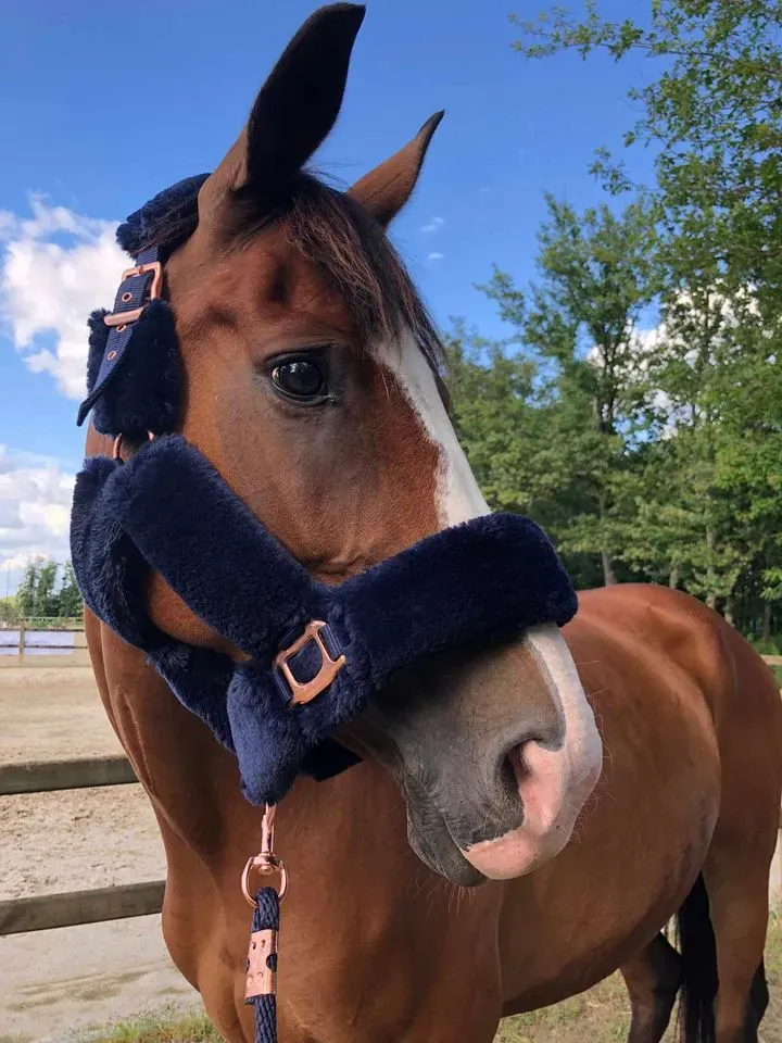 poney club du renouveau