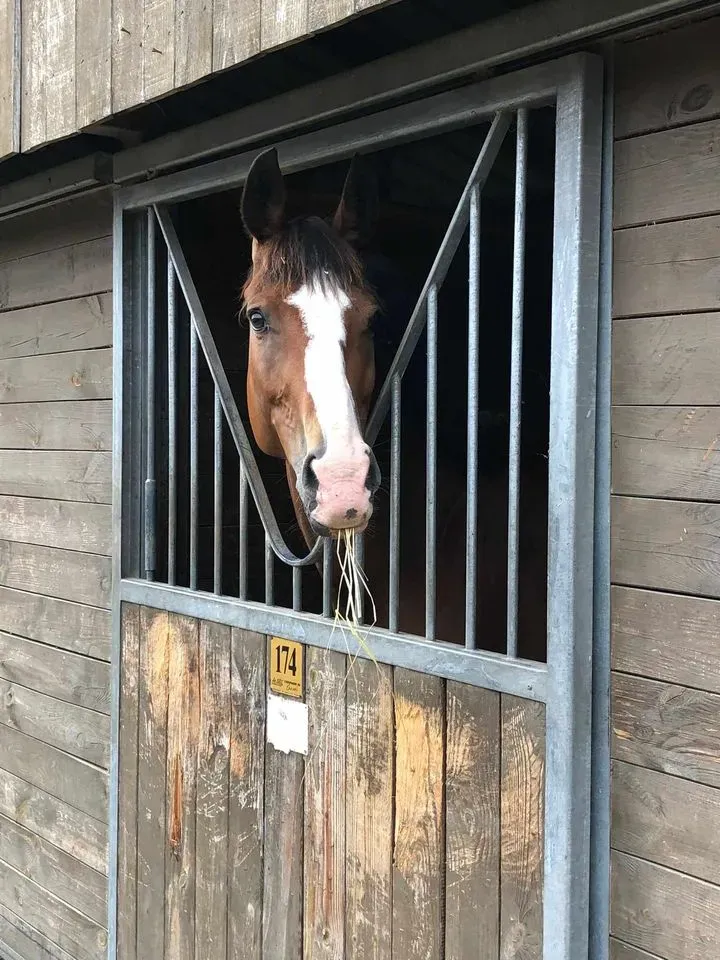 poney club du renouveau