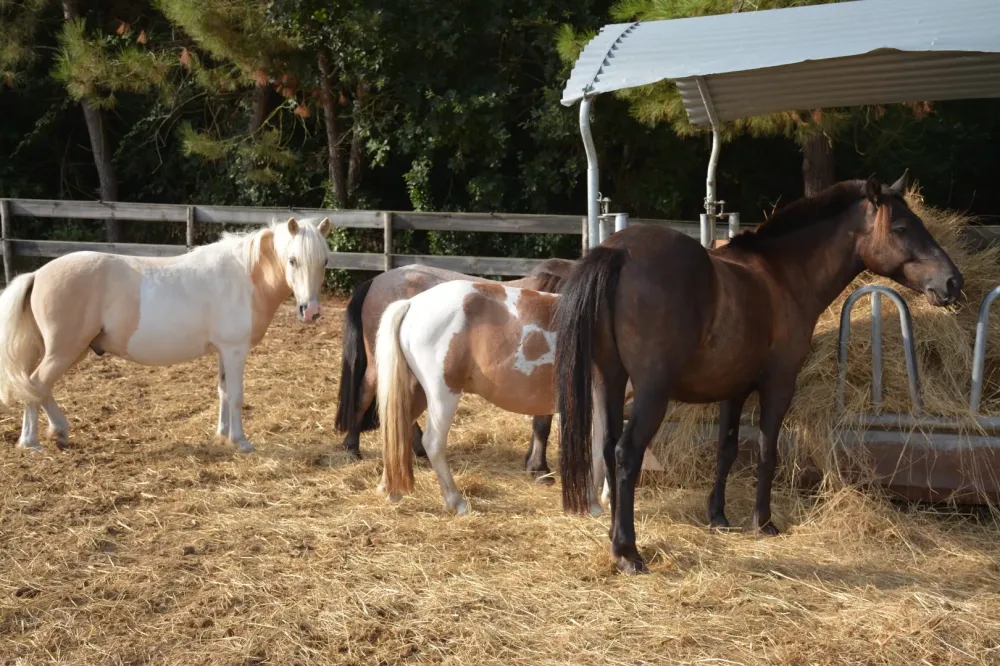 pension chevaux poneys